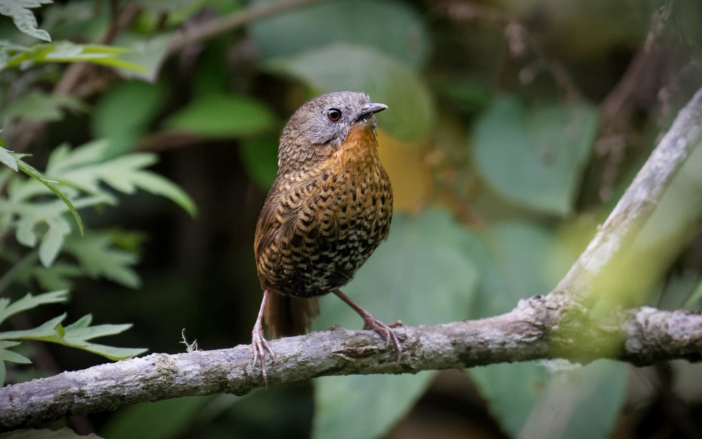 Perching Birds